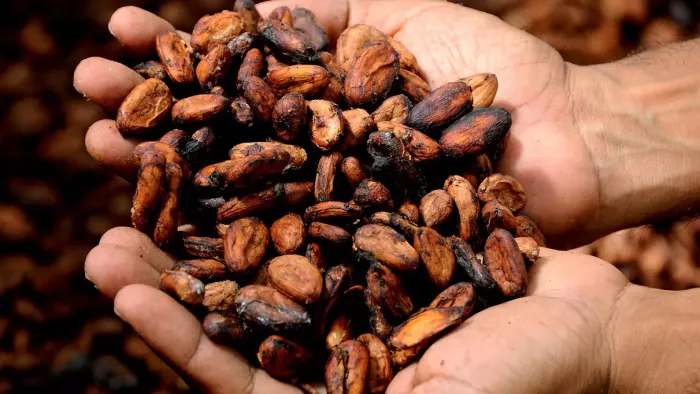 Cacao, bron van magnesium